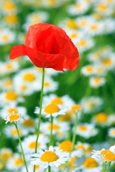 Papaver in zonsondergang licht — Stockfoto