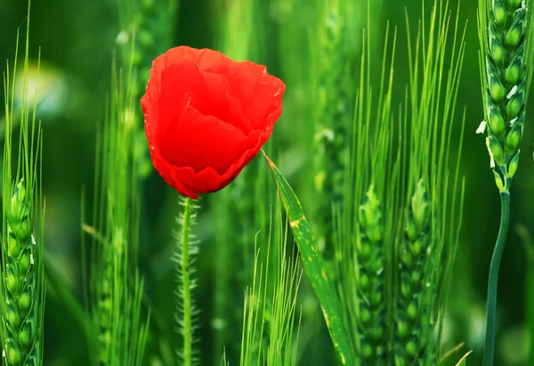 Papaver in zonsondergang licht — Stockfoto