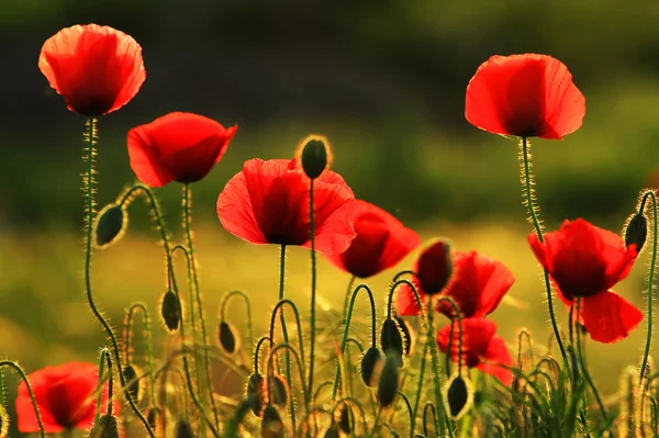 Papaver in zonsondergang licht — Stockfoto