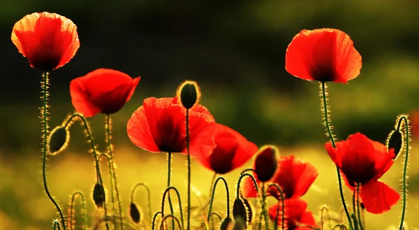 Papaver in zonsondergang licht — Stockfoto