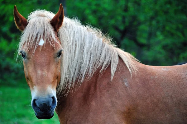 Grazing Hanoverian mare in the paddock on a beautiful summer day — Stock Photo, Image