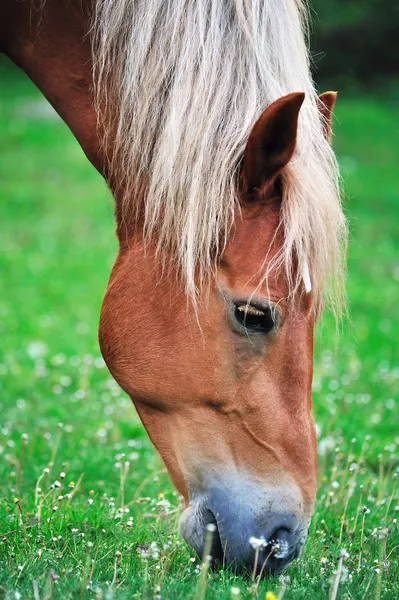 Grazing Hanoverian mare in the paddock on a beautiful summer day — Stock Photo, Image