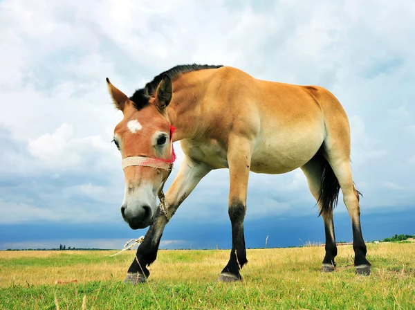 Grazing Hanoverian mare in the paddock on a beautiful summer day — Stock Photo, Image