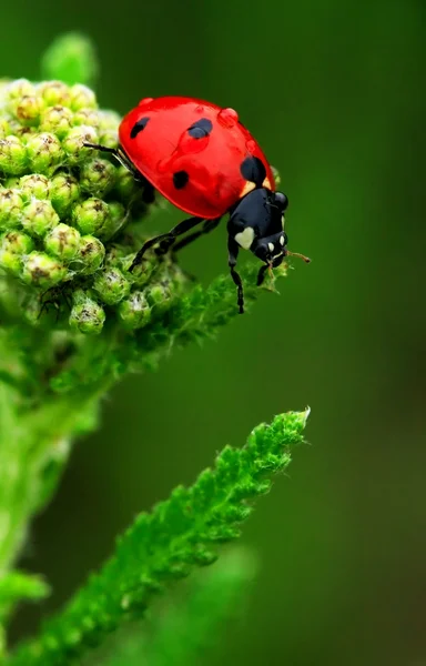 Bug de Coccinelle — Foto de Stock