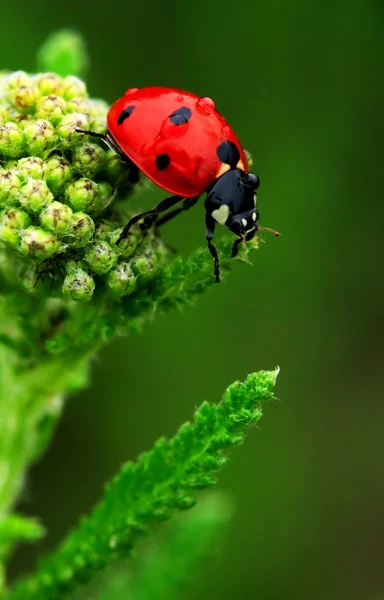 Coccinelle-Käfer — Stockfoto