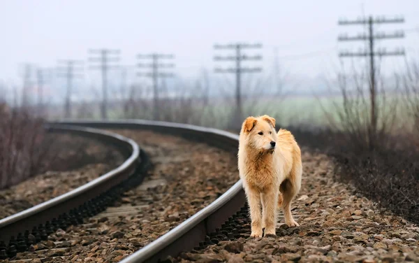 Waiting lonely dog — Stock Photo, Image
