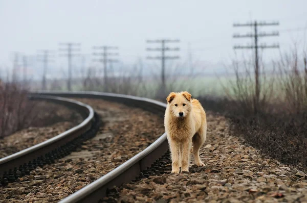 Waiting lonely dog — Stock Photo, Image