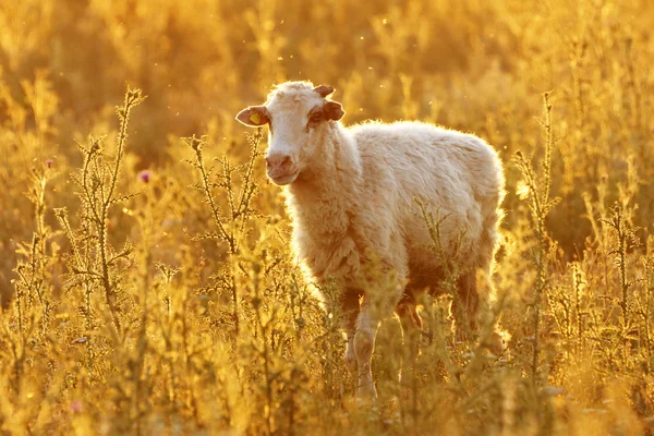 Lonely sheep — Stock Photo, Image