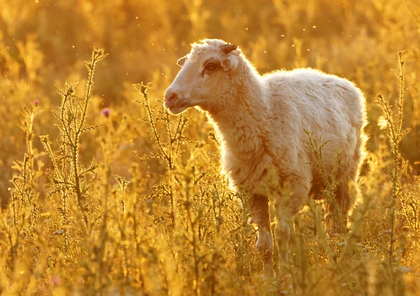 Lonely sheep — Stock Photo, Image