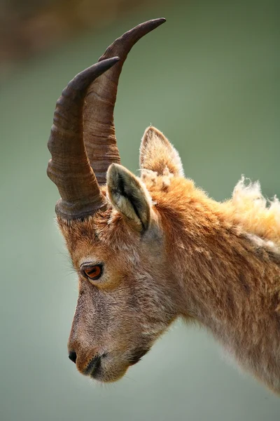 Ibex in Aiguilles Rouges Reservation, France — Stock Photo, Image