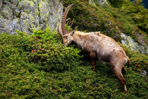 Ibex in Aiguilles Rouges Reservation, France — Stock Photo, Image