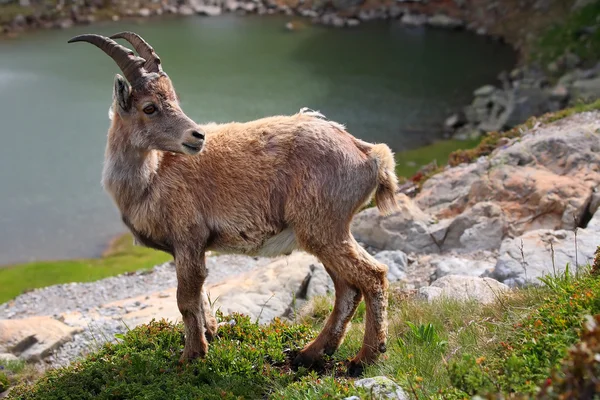 Ibex in aiguilles rouges reservering, Frankrijk — Stockfoto