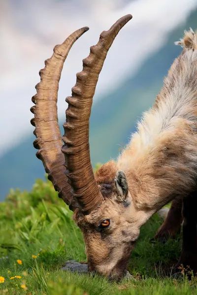 Ibex in Aiguilles Rouges Reservation, France — Stock Photo, Image