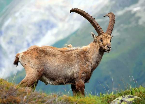 Ibex in aiguilles rouges reservering, Frankrijk — Stockfoto