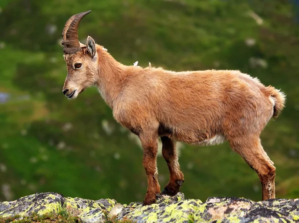 Ibex em Aiguilles Rouges Reserva, Francia — Fotografia de Stock
