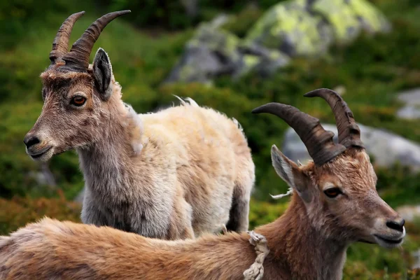 Ibex em Aiguilles Rouges Reserva, Francia — Fotografia de Stock