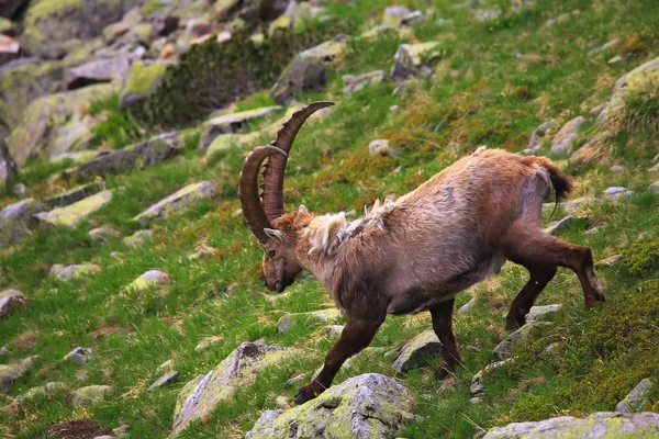 Feeding ibex — Stock Photo, Image
