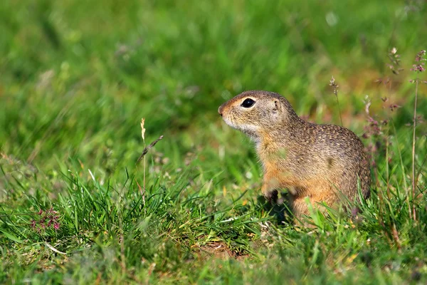 Gopher i fältet — Stockfoto