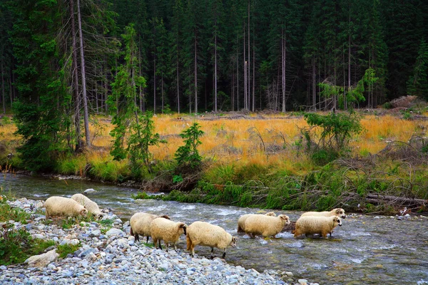 Sheep crossing a mountain river — Stock Photo, Image