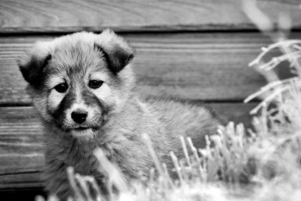 Carino cucciolo — Foto Stock