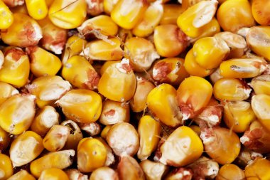 sarı mısır arka plan