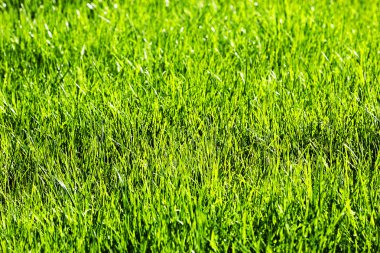 Bir tarladan yeşil çimen dokusu