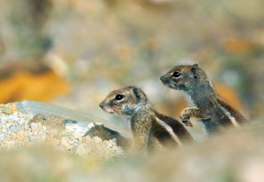 İki bebek sincap kardeş