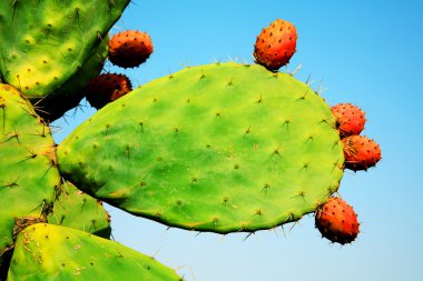 kaktüs meyve