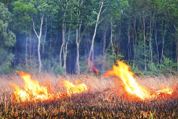 Vuur in het hout — Stockfoto