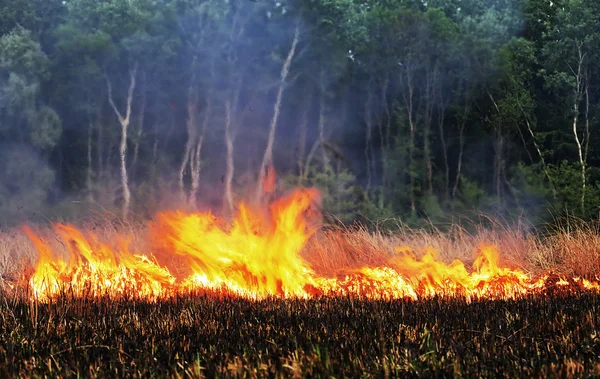 Вогонь у лісі — стокове фото