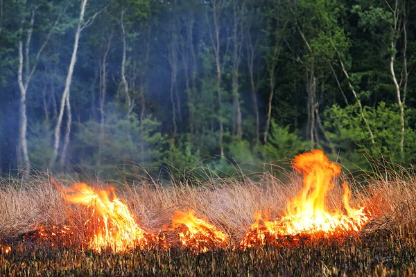 Vuur in het hout — Stockfoto