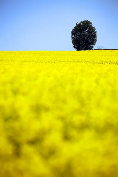 Rapsblüten — Stockfoto