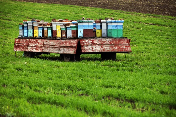 ハイブでは牧草地 — ストック写真