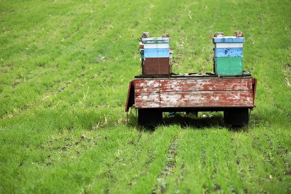 Bienenstöcke auf einer Wiese — Stockfoto