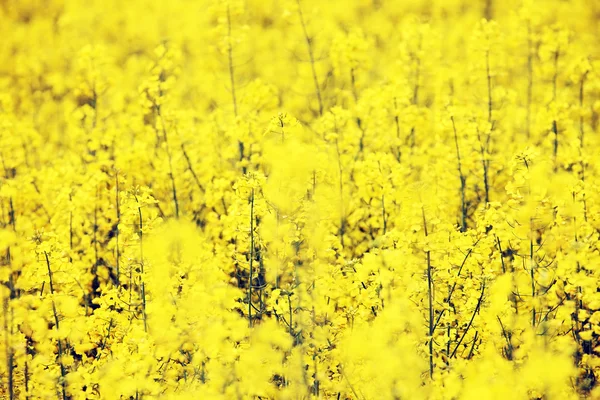 Rape flowers — Stock Photo, Image