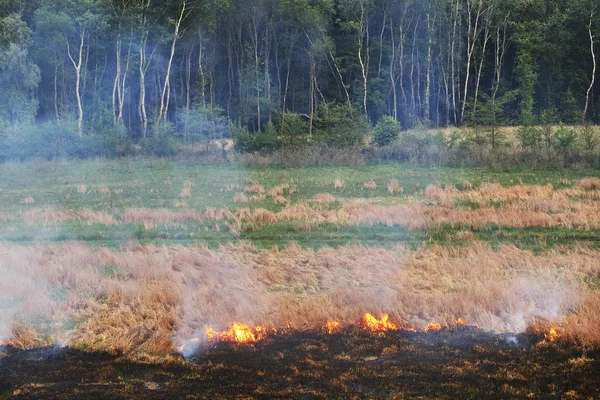 Nature fire — Stock Photo, Image