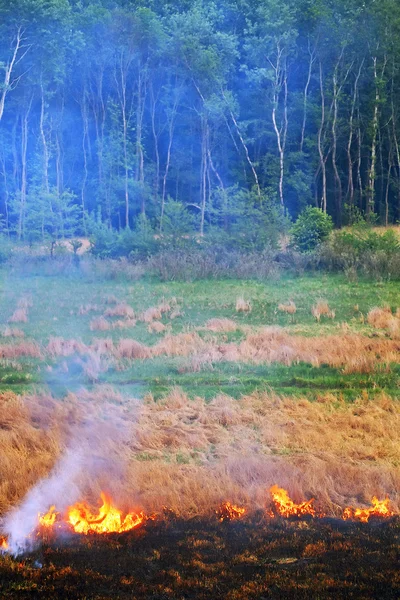 Vuur in het hout — Stockfoto