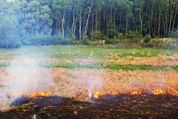 Fuego en la madera — Foto de Stock