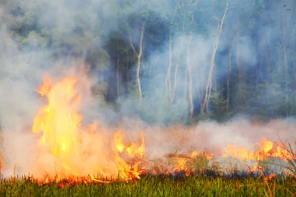 Feuer im Wald — Stockfoto