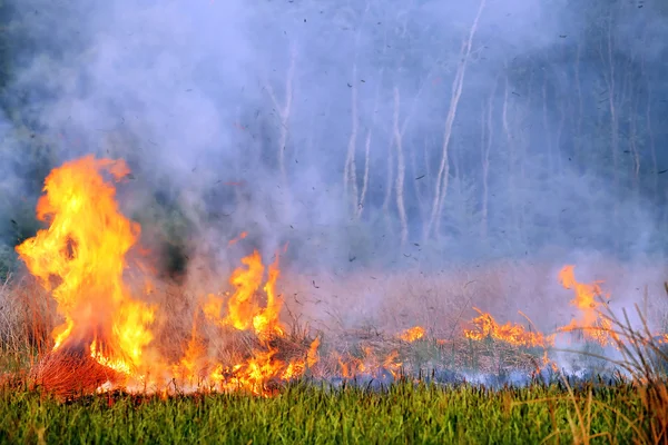 Vuur in het hout — Stockfoto