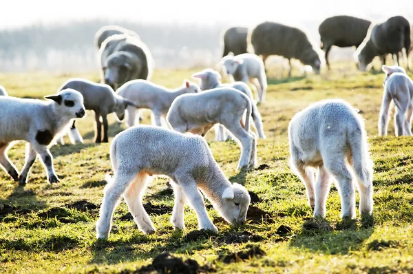 Lambs on a meadow — Stock Photo, Image