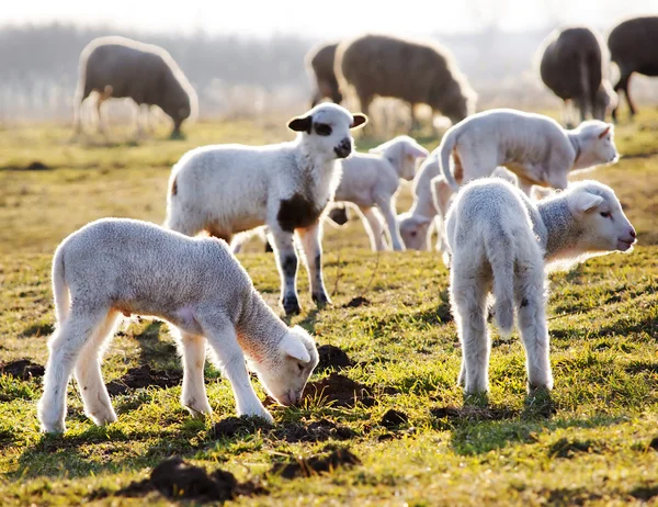 Lambs on a meadow — Stock Photo, Image