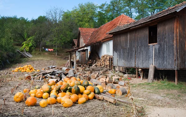 Pompoenen in een dorp binnenplaats — Stockfoto