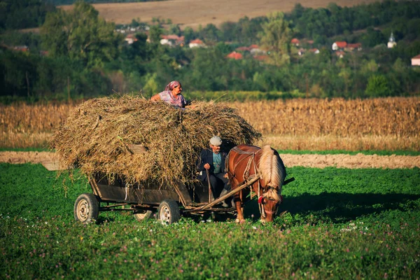 A kocsi széna — Stock Fotó