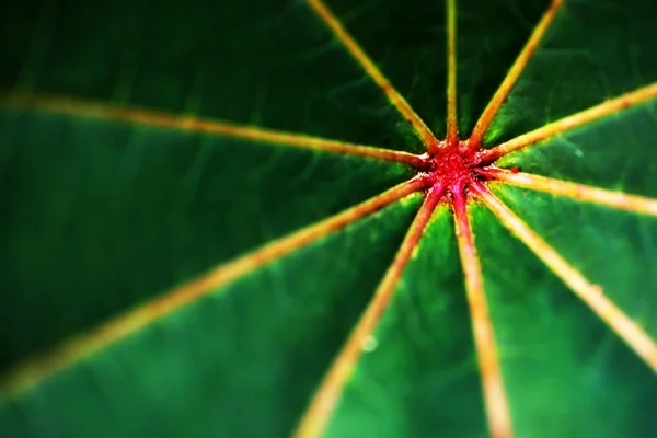 Macro of a green leaf - abstract background — Stock Photo, Image