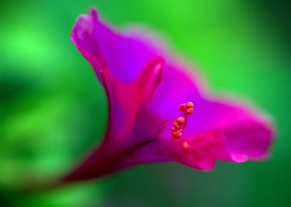 Abstraktes Blumenbild — Stockfoto