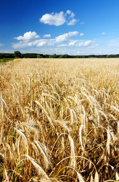 Campo dourado — Fotografia de Stock