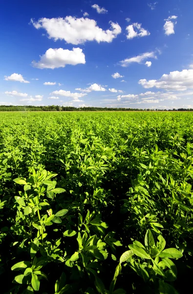 Green field — Stock Photo, Image