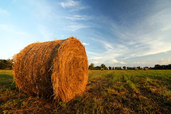 Feno fardo em um campo rural — Fotografia de Stock