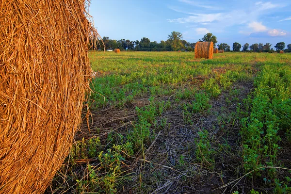 Beli siana w pole obszarów wiejskich — Zdjęcie stockowe